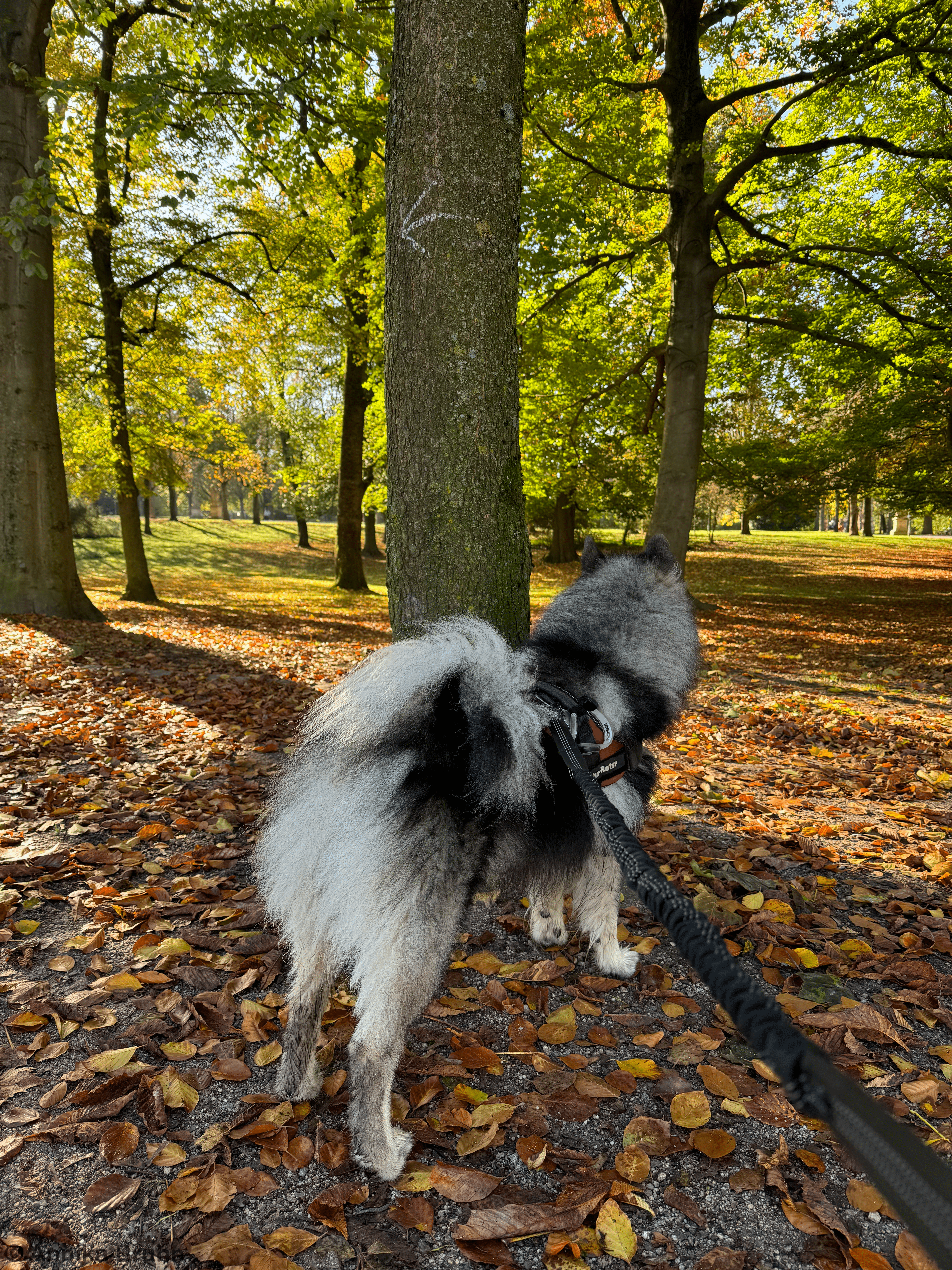 Q spaziert durch den Herbst